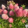 Hydrangea paniculata 'Pink and Rose' - Aedhortensia 'Pink and Rose' C2/2L